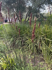 Elegia tectorum