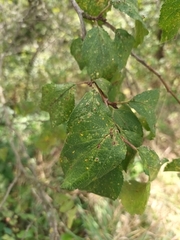 Prunus domestica