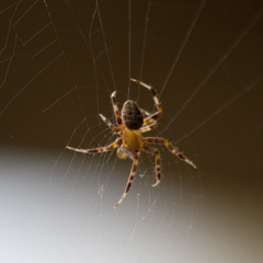 Araneus diadematus