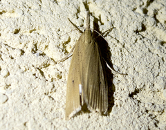 Chilo phragmitella