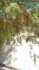 Thyridopteryx ephemeraeformis