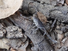 Paruroctonus silvestrii