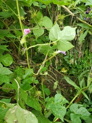 Ipomoea hederacea
