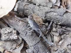 Paruroctonus silvestrii