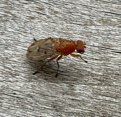 Heleomyzidae