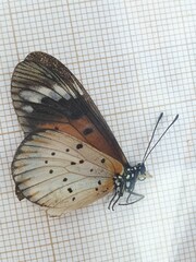 Acraea encedana