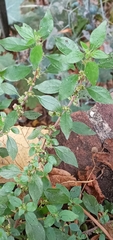 Parietaria judaica