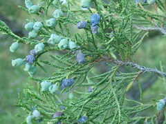 Juniperus scopulorum