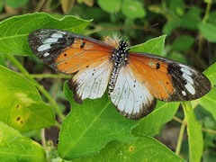 Acraea encedana