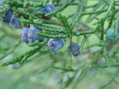 Juniperus scopulorum