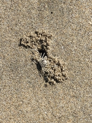 Ocypode occidentalis