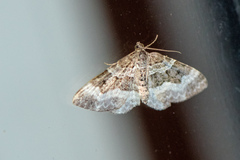 Epirrhoe alternata