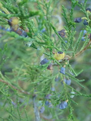Juniperus scopulorum