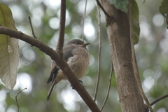 Muscicapa adusta