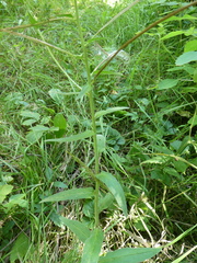 Epilobium parviflorum