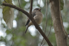 Muscicapa adusta
