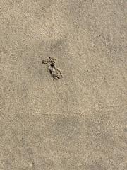 Ocypode occidentalis