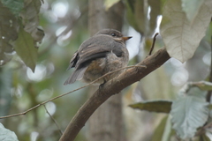 Muscicapa adusta