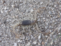 Paruroctonus silvestrii