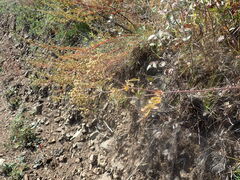 Potentilla longifolia