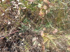 Potentilla longifolia