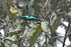 Papilio phorcas