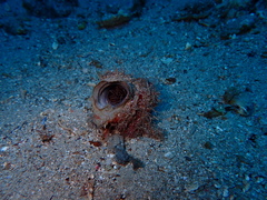 Pachycerianthus solitarius