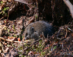 Microtus townsendii