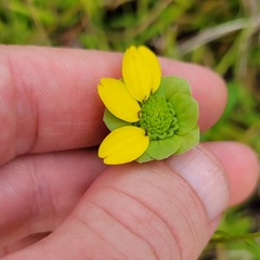 Berlandiera subacaulis