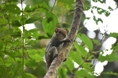 Funambulus tristriatus