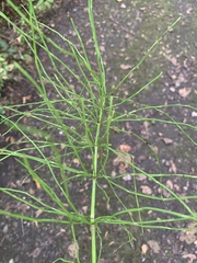 Equisetum pratense