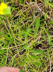 Berlandiera subacaulis