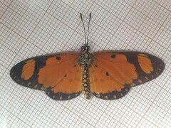 Acraea serena