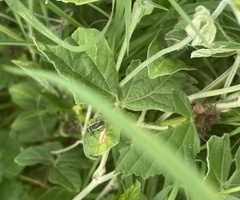 Catorhintha selector