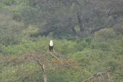 Haliaeetus vocifer