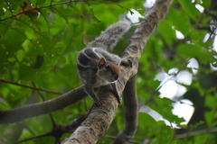 Funambulus tristriatus