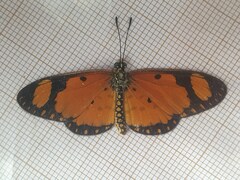 Acraea serena