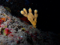 Axinella verrucosa