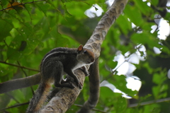 Funambulus tristriatus