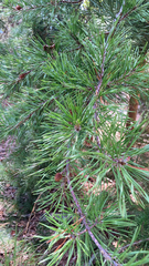 Pinus virginiana