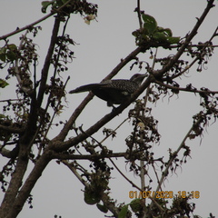 Eudynamys scolopaceus