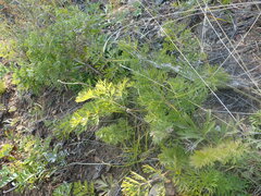 Pulsatilla turczaninovii