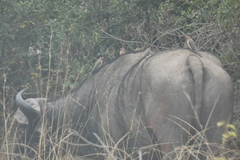 Syncerus caffer caffer