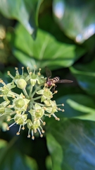 Meliscaeva cinctella