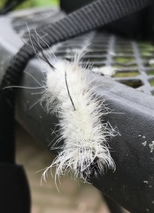 Acronicta