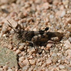 Oedipoda caerulescens