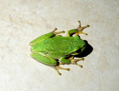 Hyla orientalis