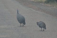 Numida meleagris reichenowi