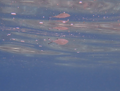 Trachinotus ovatus