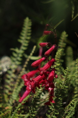 Penstemon roseus